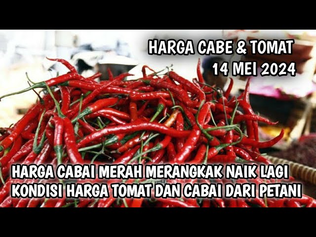 Kondisi Harga cabai rawit hari ini 14 Mei 2024 || Info harga tomat dan cabai saat ini di Jawa Timur class=