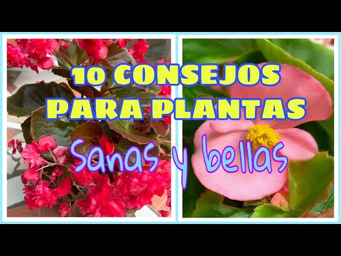 Video: Nueve Plantas De Cabaña De Verano Que No Requieren Cuidados Constantes