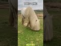 POV: The Horse With the Most Beautiful Mane Ever #shorts