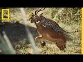 L’impressionnant assaut d’un léopard sur un impala en images