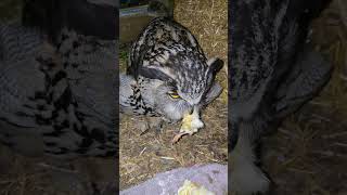 Yoll the owl eats his dinner @yoll