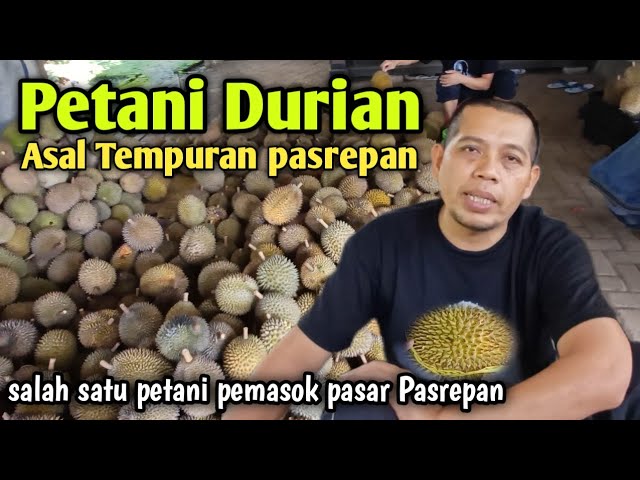 Petani Durian Pasrepan Asal Tempuran sehari kirim 1200 durian class=