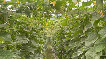 Tỉa lá gốc dưa leo