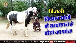 Marwari Horse ll किया कहा अपनी घोडी के बारे मे केसे लगा घोडा का शोक दोनो भाइयों को
