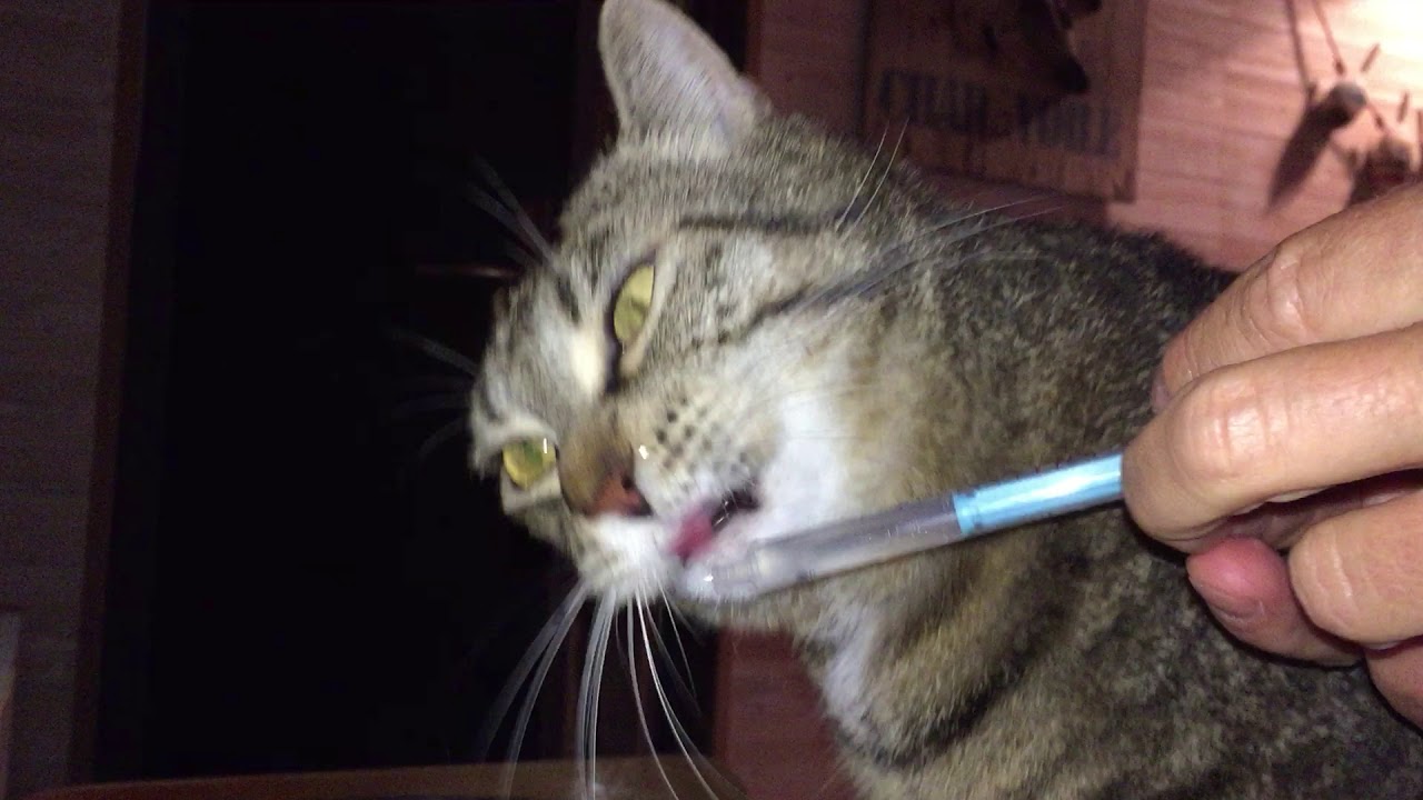 Chat Qui Boit A La Pipette Youtube