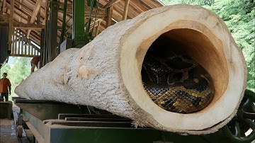 Bad luck is inevitable!! Sawing the longest teak wood brings disaster