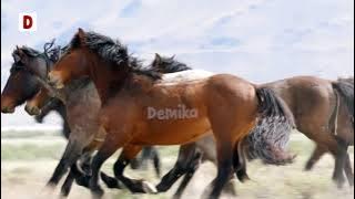 Suara kuda berlari kencang - Suara kuda balap - horse running sounds