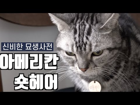 [ENG SUB] [신비한묘생사전]드디어 왔다! 아메리칸 숏헤어