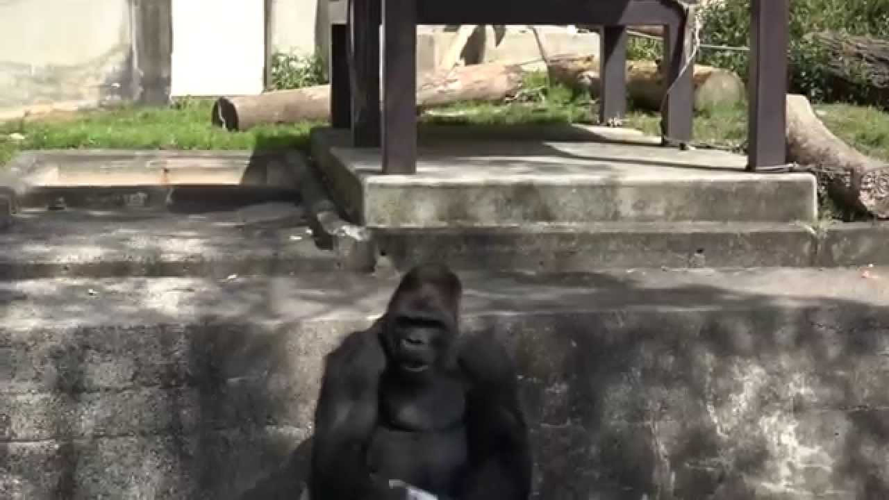 Rampage The Gorilla Shabani イケメン ゴリラ シャバーニのおもしろ動画 東山動物園 面白映像 とくダネ Youtube