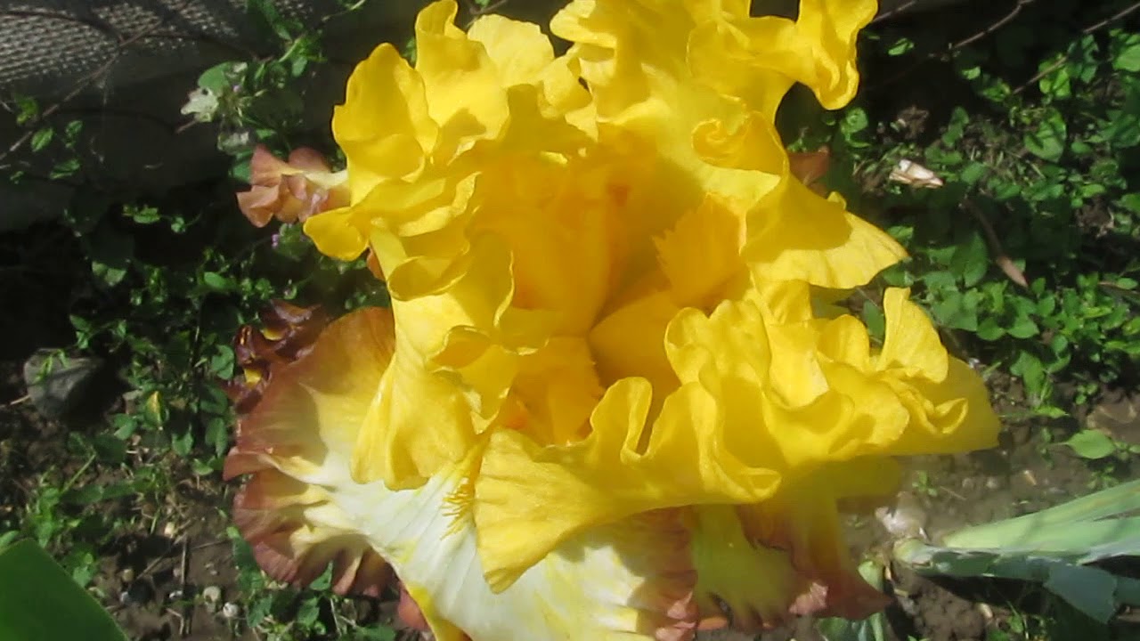 Ирис "RIM OF FIRE" YouTube