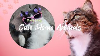 Daily Vlog: Warning: Cutest Meme Animals Ever!