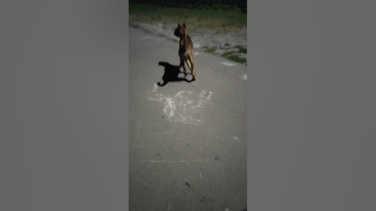 крутая собака - YouTube