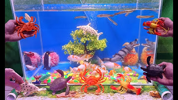 Các loại Cá Kiểng đẹp, động vật dể thương, cua, tôm, rùa, cá mập, cá koi