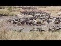 Wildebeest the Crossing
