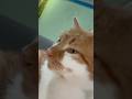 Simba Try To Sing 仍 Simba Catsing Cutecat Catshort Katz Orangecat Simba Try To Sing 仍 Simba Catsing Cutecat Catshort Katz Orangecat