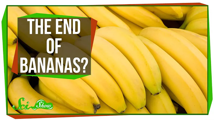 Bananas Are Losing the War on Fungus - DayDayNews