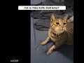 This Cat is a PAID ACTOR Reacting to a FAKE KNIFE! #shorts
