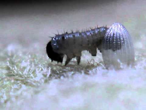 Monarch butterfly egg hatches into a caterpillar. Long version. - YouTube