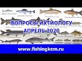 Вопросы ихтиологу. апрель 2020.