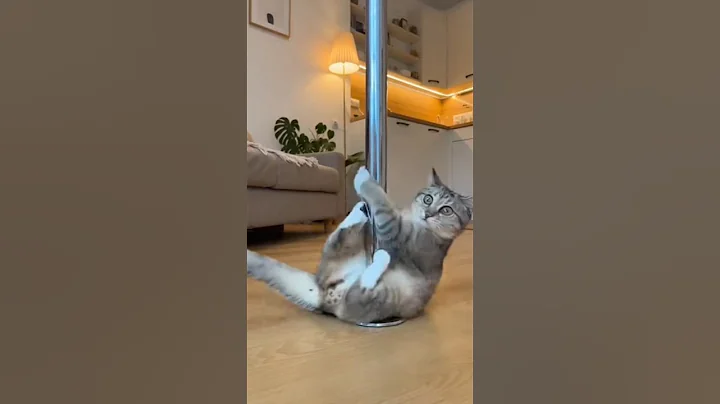 Video 11857391: cat kitten cutecat adorable, cat kitten cutecat funny, cat cute kittens adorable