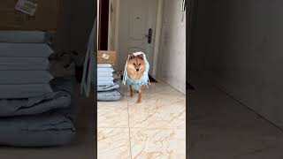 黄鼠狼变装#柴犬 #恶犬 #猛兽