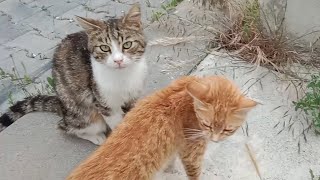 You Will Be Surprised How Hungry Stray cats Attack!