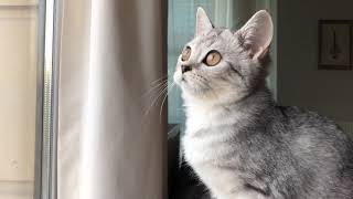 Cat staring at birds | Looking out window by Selçuk Engin 643 views 3 years ago 53 seconds