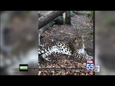 Fort Wayne Children's Zoo says elderly Amur leopard dies of cancer