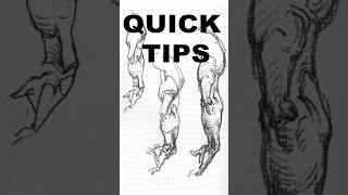 Quick tips on understanding Bridgman’s anatomy drawings #drawing #anatomy #art