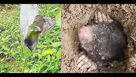 Cách Đuổi Chuột - Chỉ Với Một Tờ Giấy Chuột và Chuột Chũi Trong Vườn Bỏ Đi Hết Sạch