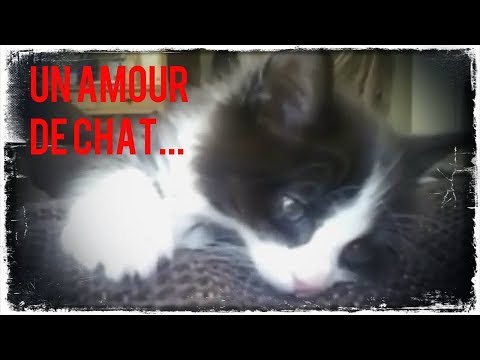 Un Amour De Chat Youtube