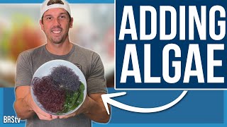 The AlgaeBarn Shipment Has Arrived! Macro Algae Reef Tank Build Ep. 4