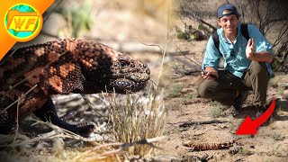 Can a Gila Monster Bite KILL YOU? – It's Complicated...