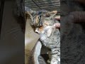 02 猫動画ショートですニャン ‐2025 12 29 02 #cat #子ネコ #猫 #catsofyoutube #cats