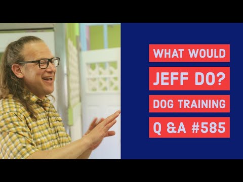 dog trainer in delhi What Would Jeff Do? dog Training Q & A #585