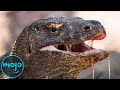 Top 10 Most Dangerous Reptiles on Earth