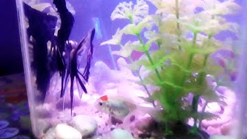 Cá ông tiên & cá ba đuôi