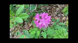 Frelinghuysen Arboretum in New Jersey, May 17, 2024