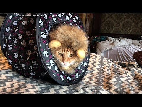 cute cat dressed as lion SHELLTON Lion Mane Wig for Cats and Dogs, Funny Pet Cat Costumes for Christmas, Parties, Photo Shoots and Gifts, Furry Pet Clothing Accessories