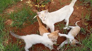 mother cat and her cute kittens love to play with me by cute 134 views 8 months ago 3 minutes, 17 seconds