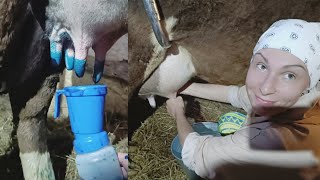 Впервые дою корову.