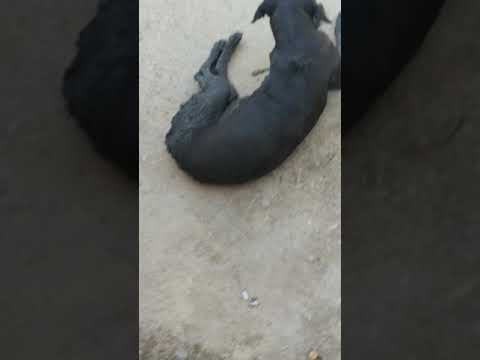 Tere Liye Hi Me Jinda Hu(2)