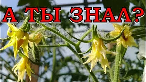 Почему на помидорах не образуются завязи?