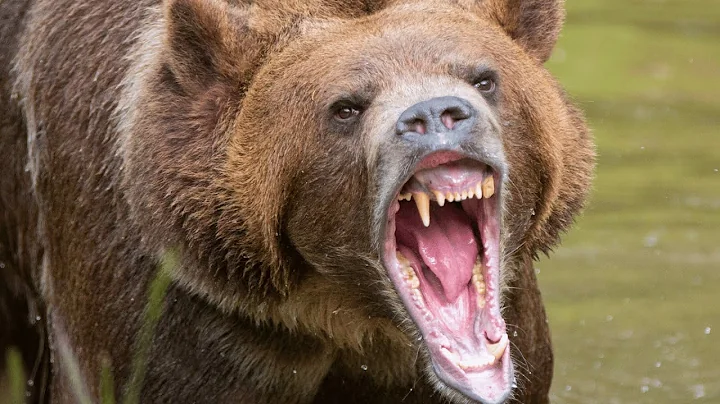 Top 10 Dangerous Animals You Should Run Away From!!