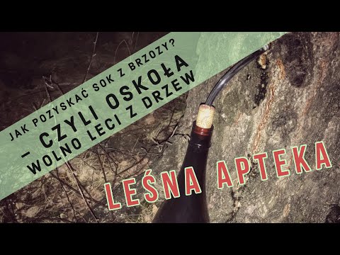 Jak Pozyskiwać Sok z Brzozy - Oskoła