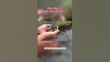 Nuôi ốc nhồi thu nhập 40 - 50 triệu 1 tháng là chuyện nhỏ #shorts #ốcnhồi #ocnhoi