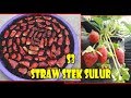 How to Grow Strawberry from Seed, Fruit | CARA KILAT Strawbery Berbuah Lebat, Sehat Stek Sulur