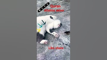 #القران_الكريم #تلاوه_خاشعه $قال رب انیی ظلمت نفسی #الشيخ محمود الشحات #foryou