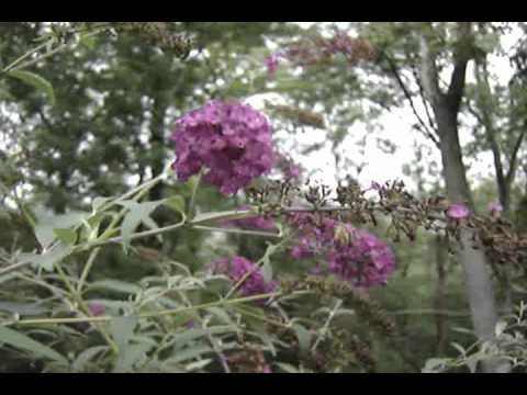 mothman Hummingbird Moth