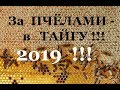 В ТАЙГУ ЗА ДИКИМИ РОЯМИ ! | НАЕДИНЕ С ПРИРОДОЙ